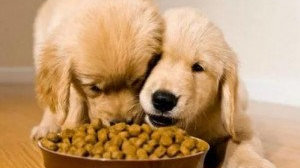 寵物食品檢驗(yàn)項(xiàng)目及標(biāo)準(zhǔn) 守護(hù)愛寵“舌尖上的安全”